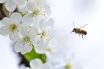 Air Purifiers Against Pollen Allergies