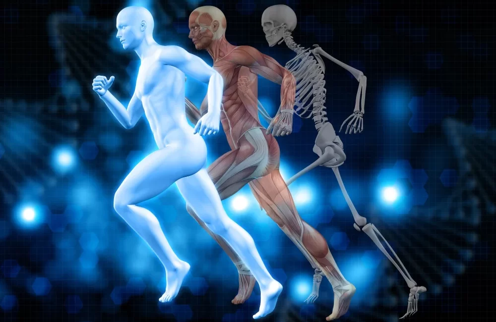 Why Weight-Bearing Exercises Are Vital For Bone Health